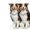 Hills Science Diet Dry Dog Food Adult Chicken Recipe-3