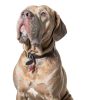 Fromm Four Star Dry Dog Food High Quality Protein All Breeds-2