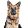 Fromm Four Star Dry Dog Food High Quality Protein All Breeds-7