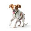 Nutro Natural Choice Small Breed Dog Food Chicken Recipe-8