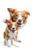 IAMS Healthy Weight Dog Food Chicken Formula Adult Dogs-1