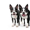 Hills Science Diet Dog Food Low Calorie Weight Management-3