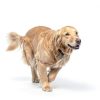 Diamond Naturals Dog Food Lamb Meal Rice Adult Formula-3