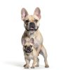Natural Balance Dog Food Grain Free Small Breed Formula-4