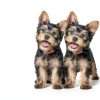 Hills Science Diet Dry Dog Food Chicken Brown Rice Puppy-3