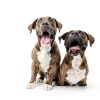 Pavo Dog Food High Quality Turkey Limited Ingredient Formula-2