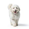 Nutro Natural Choice Dry Dog Food Chicken Recipe Adult-8