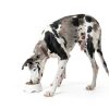 Nutro Natural Choice Dry Dog Food Chicken Recipe Adult-4